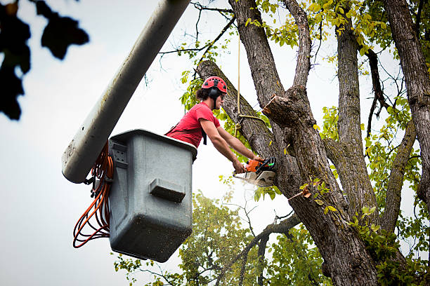 Best Tree Branch Trimming  in Osceola, WI